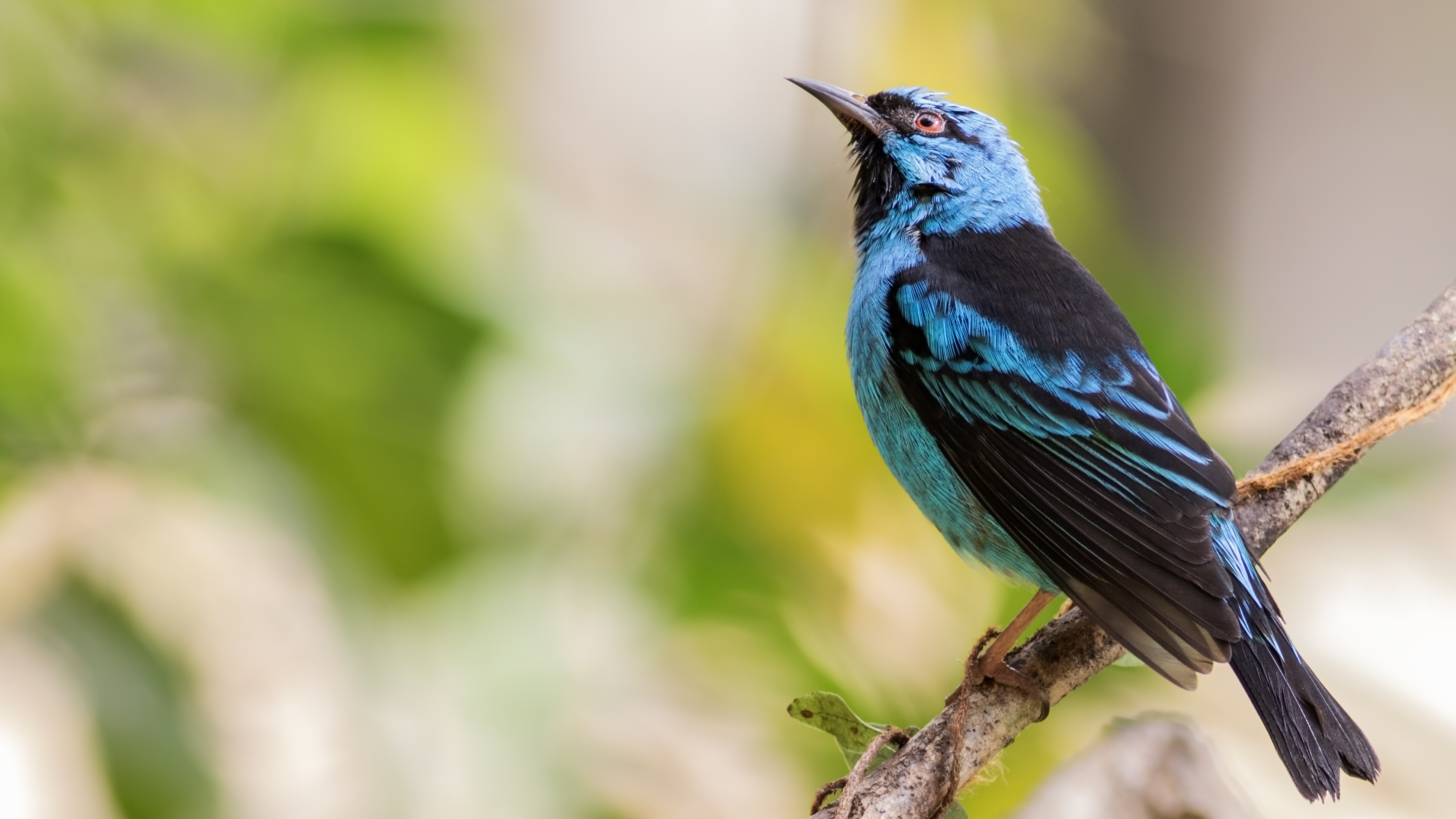 Blue Dacnis